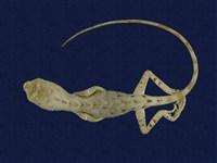 藏品(黃口攀蜥)的圖片